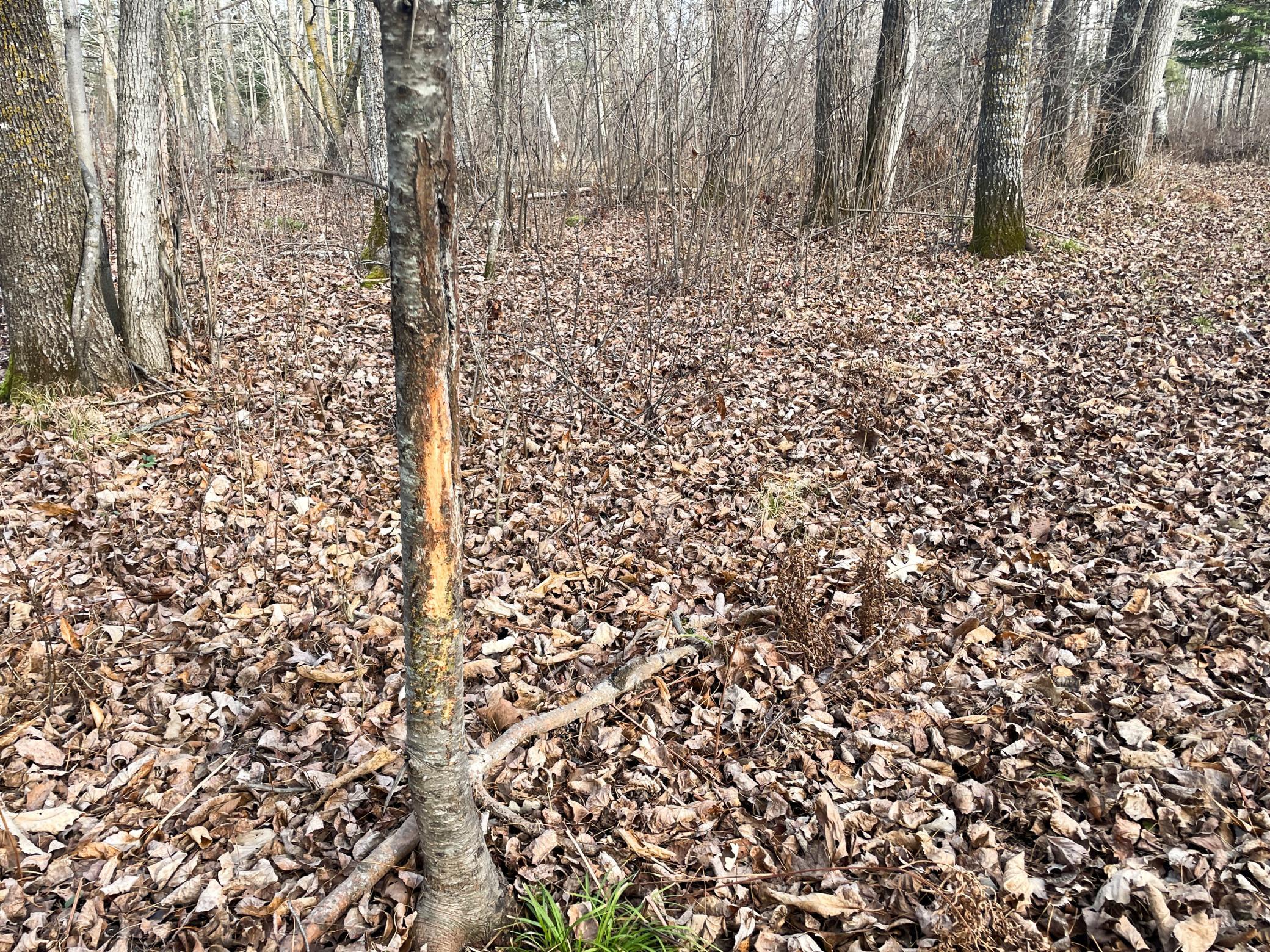 21280 State Rte 92 Bagley, MN 56621 - Photo 92 of 114