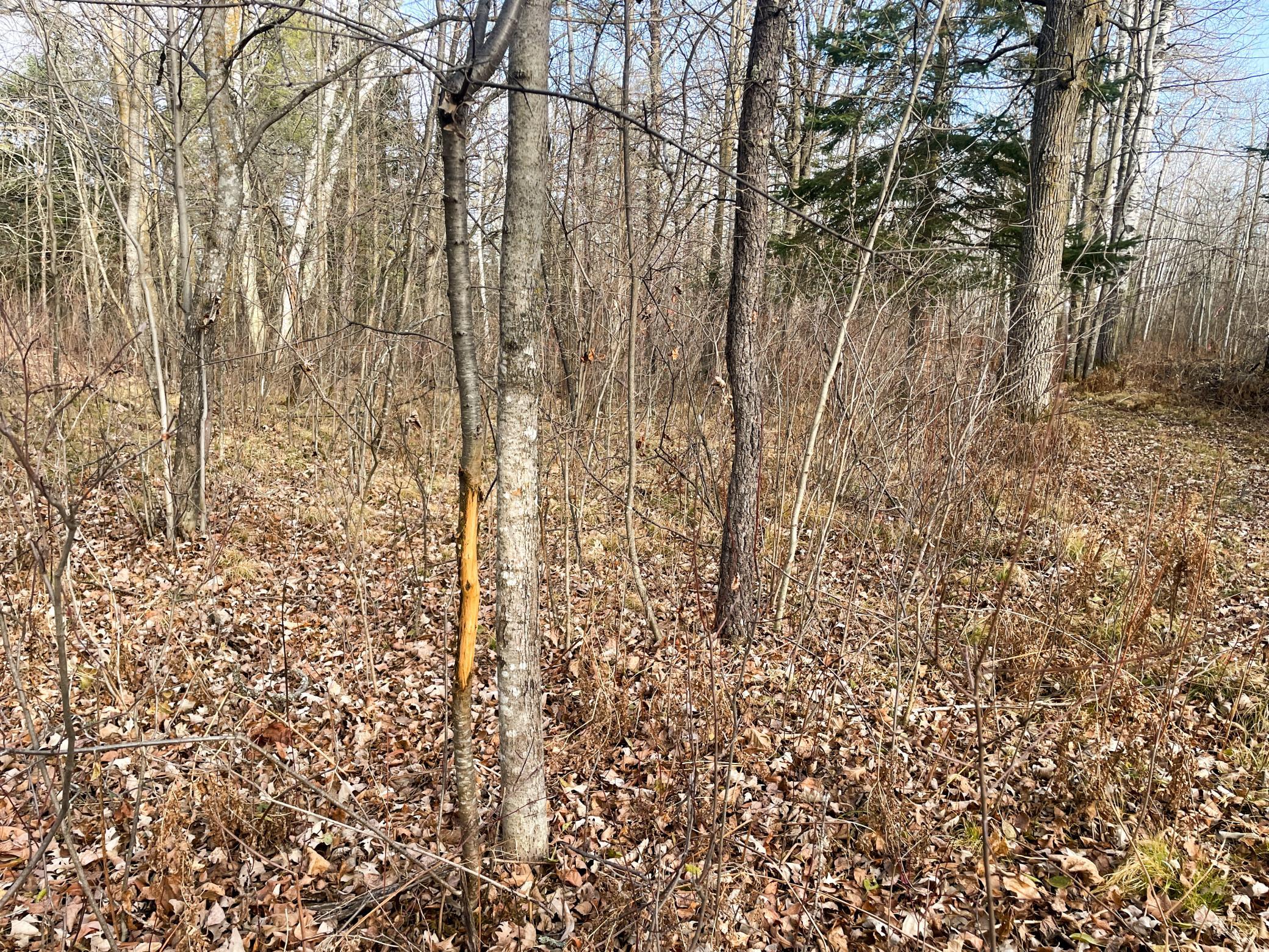 21280 State Rte 92 Bagley, MN 56621 - Photo 93 of 114