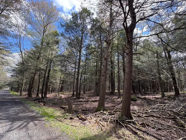 a view of a forest filled with trees