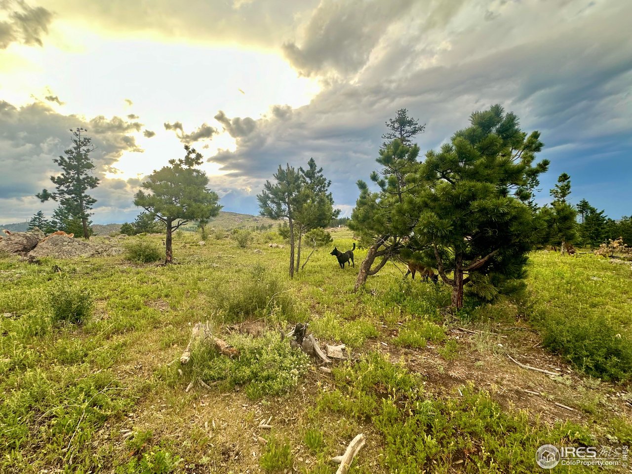 3235 Davis Ranch Road Bellvue, CO 80512 - Photo 15 of 38 Gallery Image 15