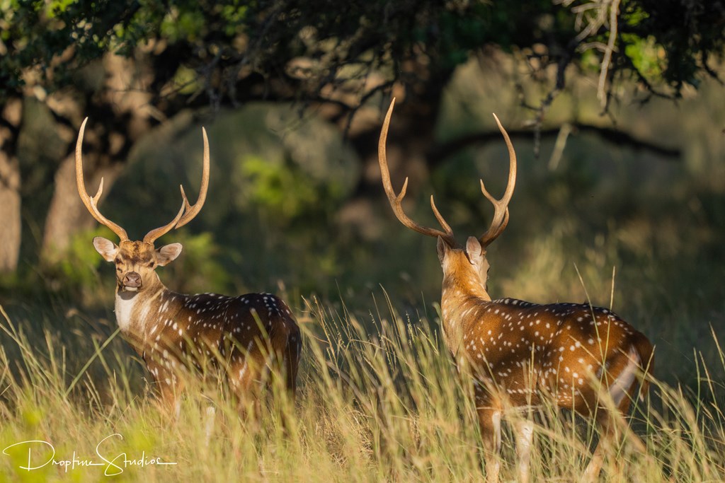 820 Bobby Shelton Ranch Road Northwest Mountain Home, TX 78058 - Photo 20 of 85