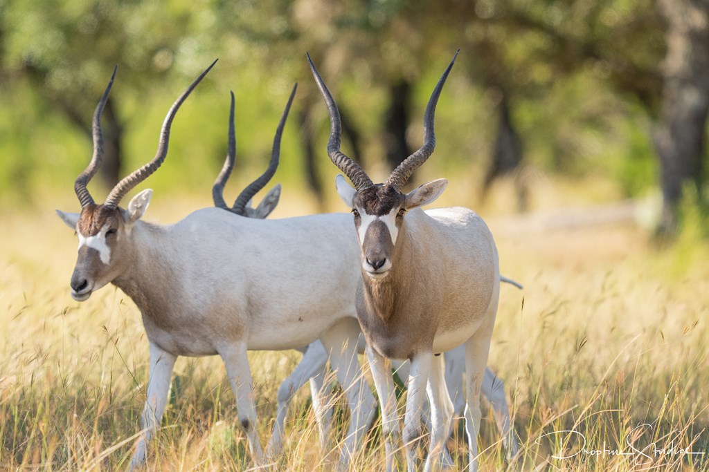 820 Bobby Shelton Ranch Road Northwest Mountain Home, TX 78058 - Photo 27 of 85