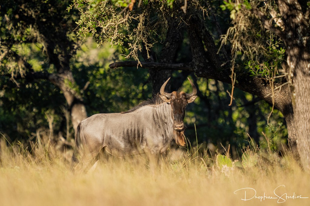 820 Bobby Shelton Ranch Road Northwest Mountain Home, TX 78058 - Photo 29 of 85 a view of an outdoor space and a yard