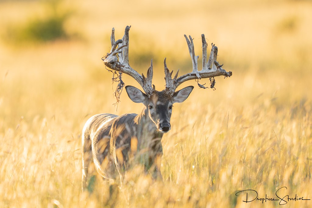 820 Bobby Shelton Ranch Road Northwest Mountain Home, TX 78058 - Photo 30 of 85