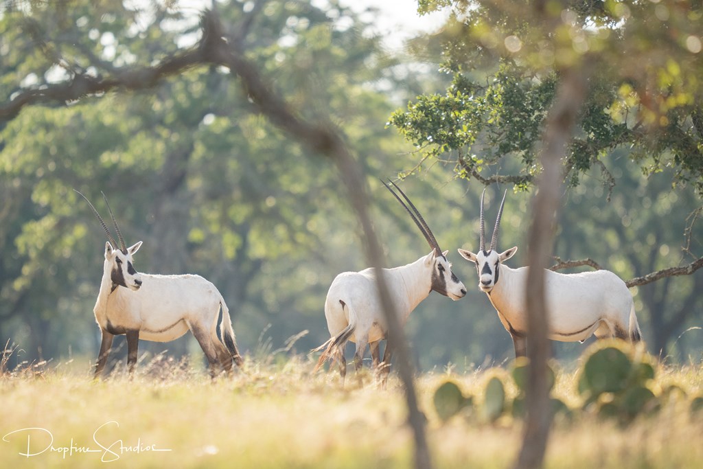 820 Bobby Shelton Ranch Road Northwest Mountain Home, TX 78058 - Photo 37 of 85 a bathroom with a toilet sink and curtain