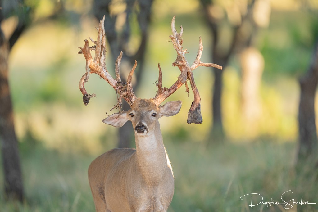 820 Bobby Shelton Ranch Road Northwest Mountain Home, TX 78058 - Photo 46 of 85
