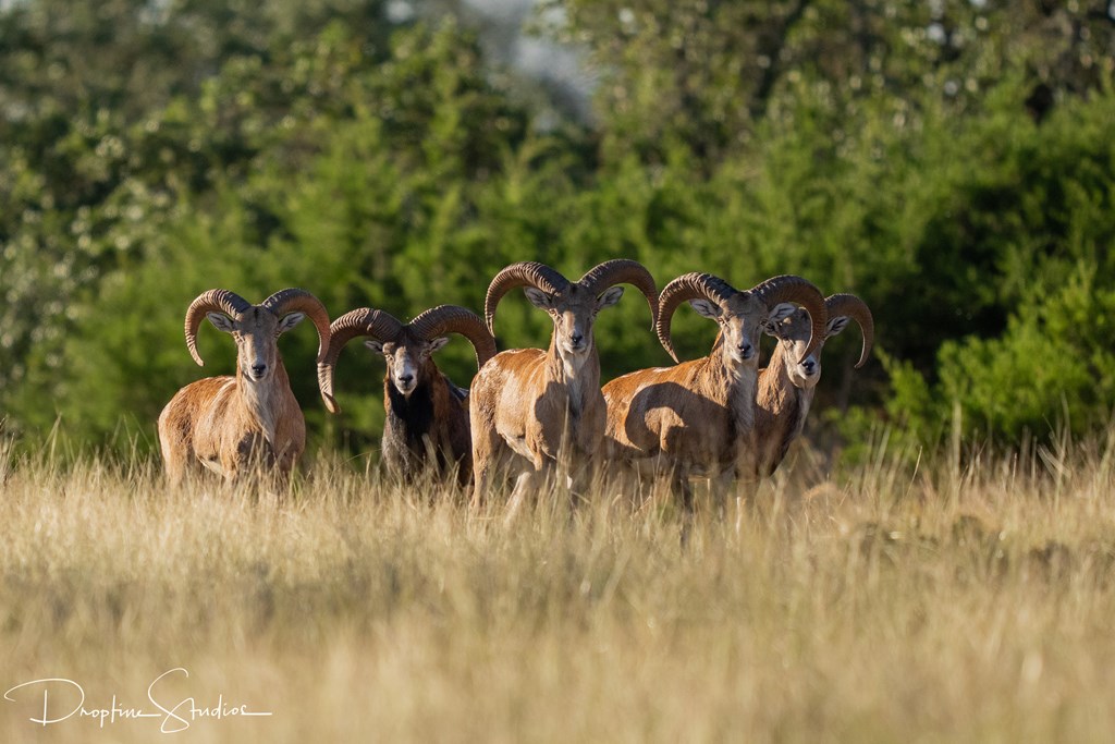 820 Bobby Shelton Ranch Road Northwest Mountain Home, TX 78058 - Photo 47 of 85