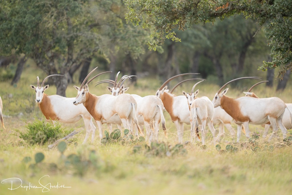 820 Bobby Shelton Ranch Road Northwest Mountain Home, TX 78058 - Photo 5 of 85 a view of swimming pool from a lake view