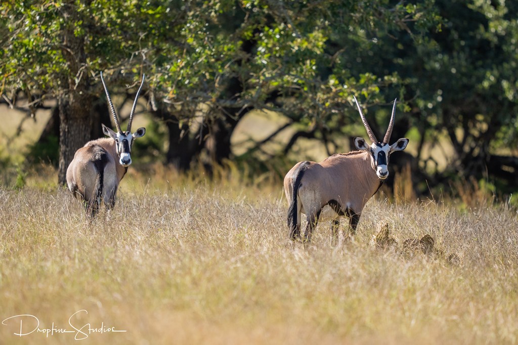 820 Bobby Shelton Ranch Road Northwest Mountain Home, TX 78058 - Photo 54 of 85