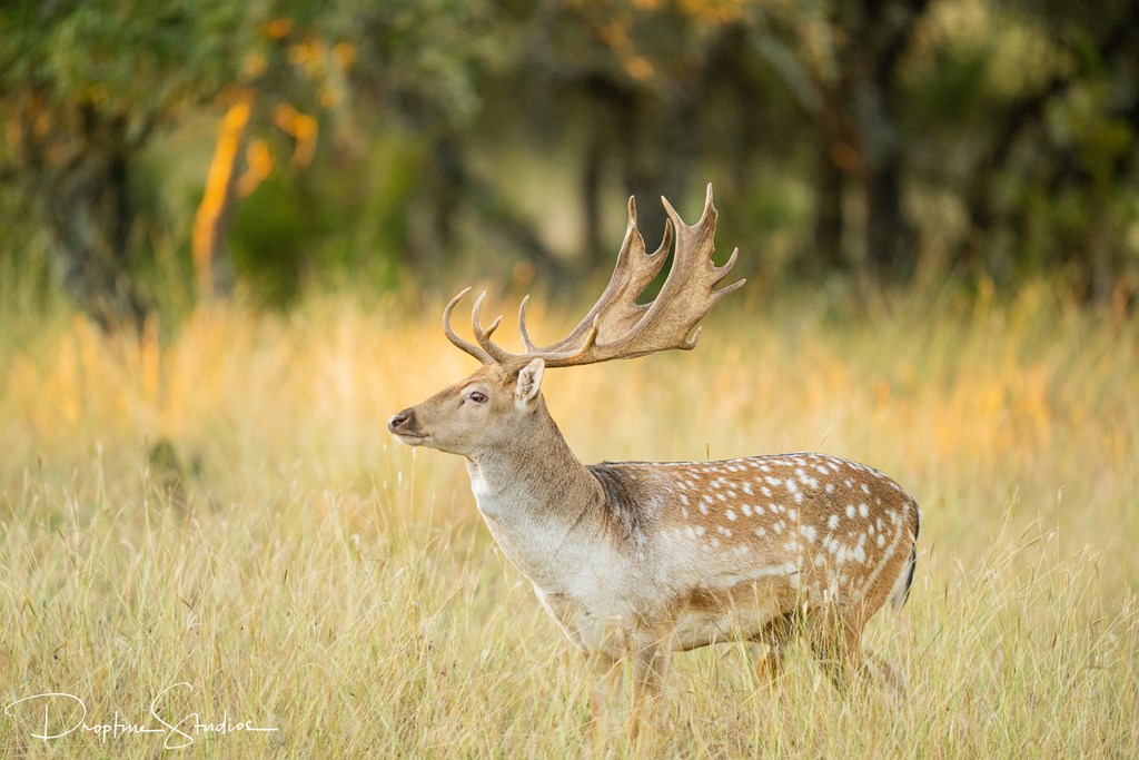 820 Bobby Shelton Ranch Road Northwest Mountain Home, TX 78058 - Photo 58 of 85 a bathroom with a shower