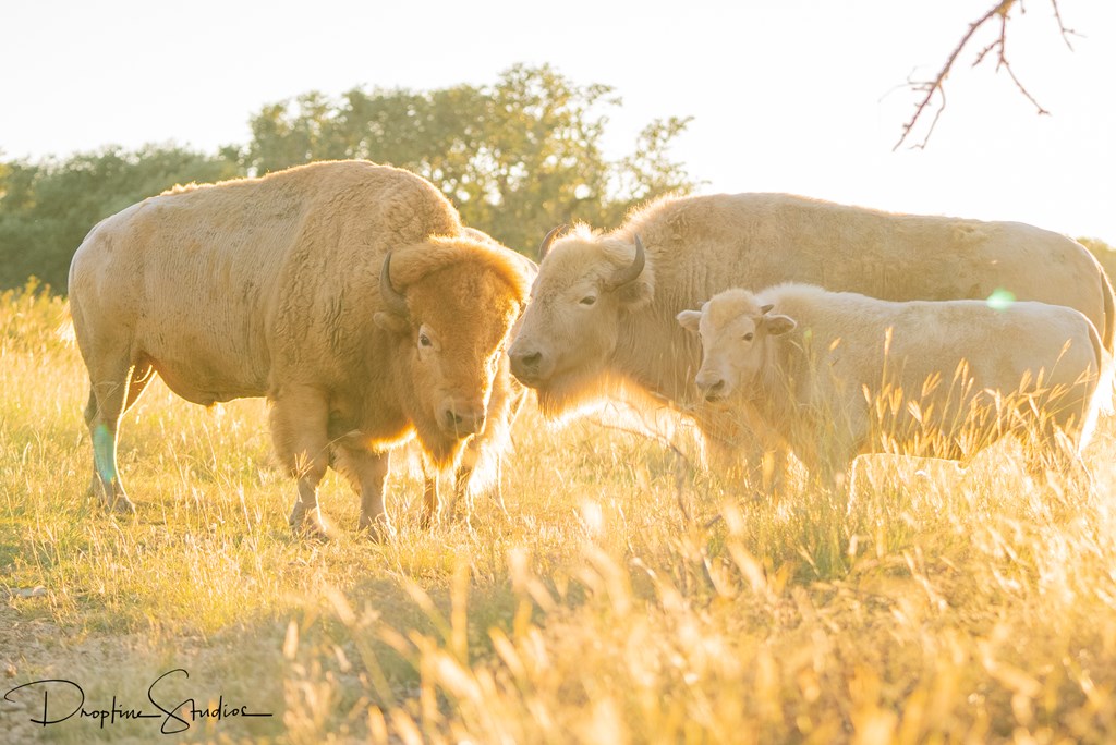 820 Bobby Shelton Ranch Road Northwest Mountain Home, TX 78058 - Photo 63 of 85