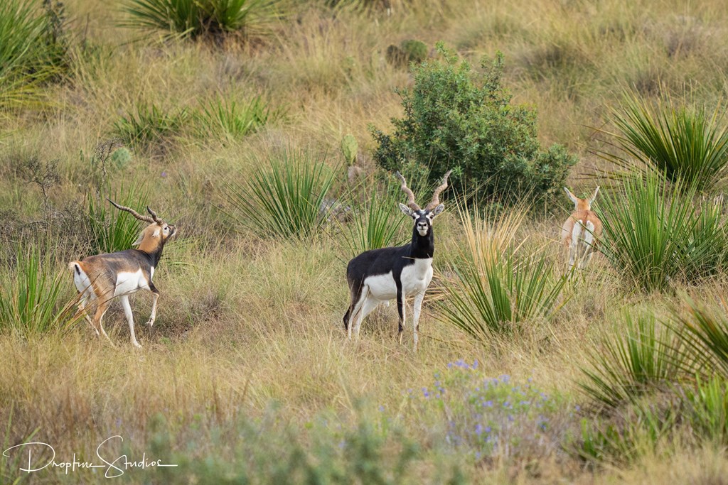 820 Bobby Shelton Ranch Road Northwest Mountain Home, TX 78058 - Photo 65 of 85 a view of yard from a lake view