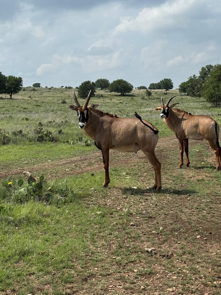 820 Bobby Shelton Ranch Road Northwest Mountain Home, TX 78058 - Photo 77 of 85