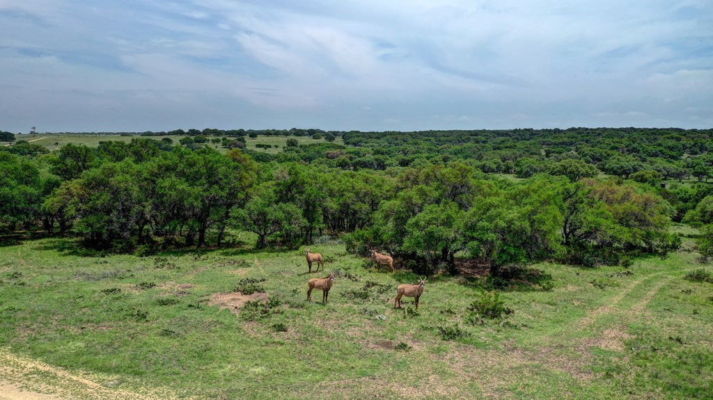 820 Bobby Shelton Ranch Road Northwest Mountain Home, TX 78058 - Photo 8 of 85 a backyard of a house with lots of green space and deers