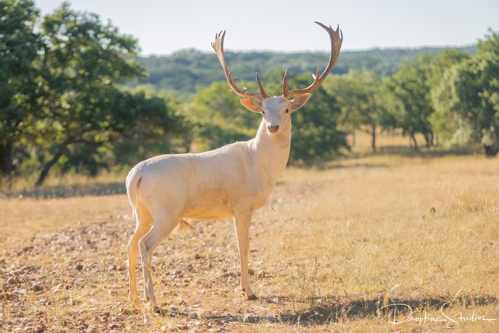 820 Bobby Shelton Ranch Road Northwest Mountain Home, TX 78058 - Photo 81 of 85