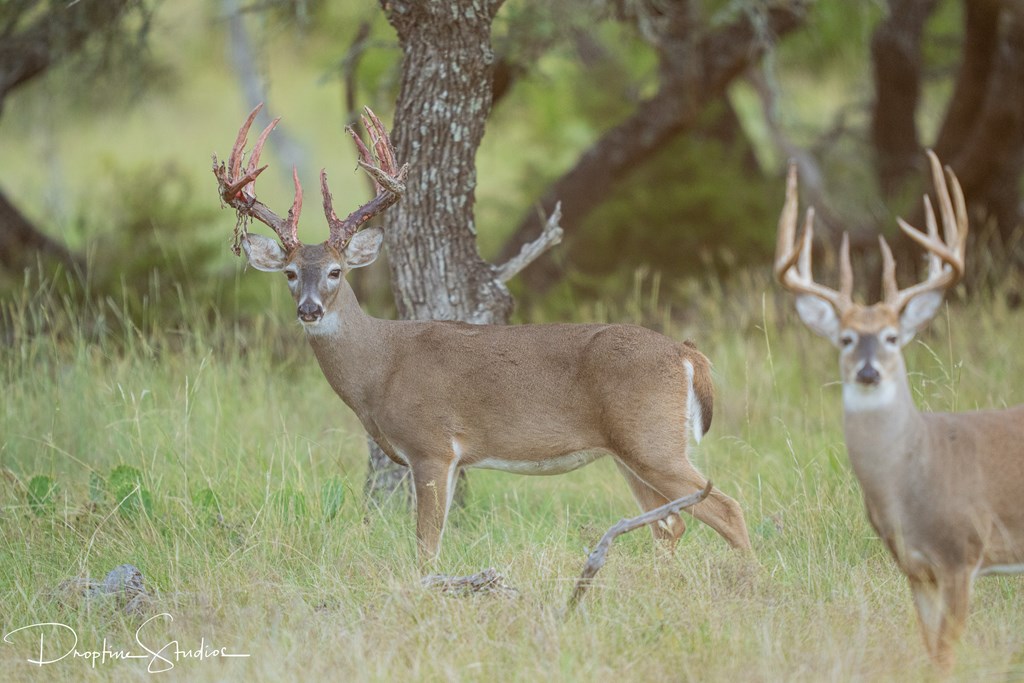 820 Bobby Shelton Ranch Road Northwest Mountain Home, TX 78058 - Photo 82 of 85 a view of a yard