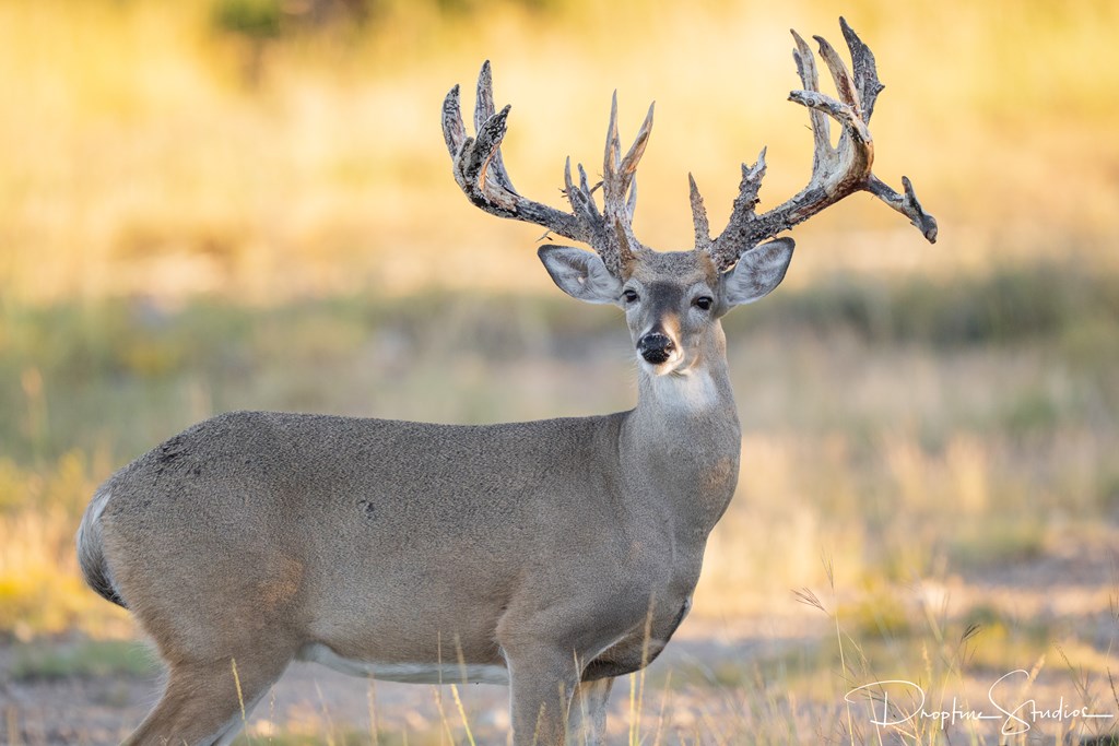 820 Bobby Shelton Ranch Road Northwest Mountain Home, TX 78058 - Photo 83 of 85
