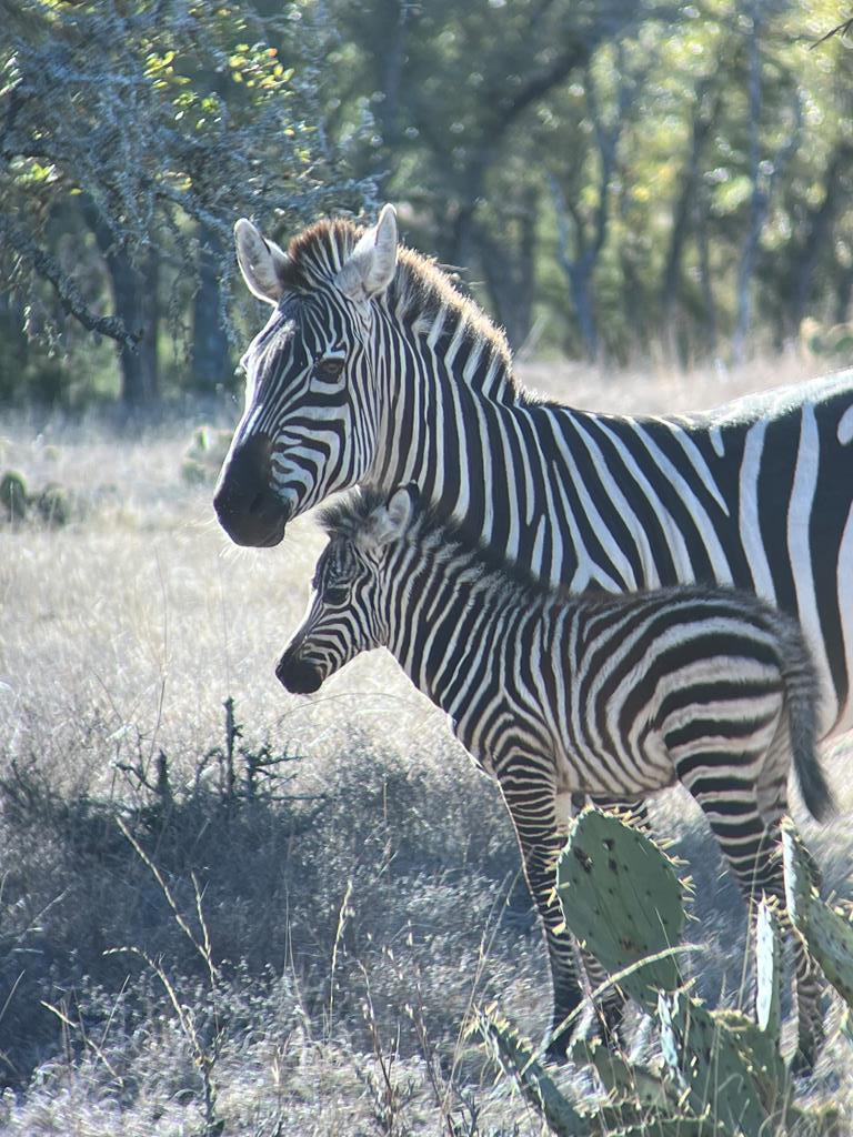 820 Bobby Shelton Ranch Road Northwest Mountain Home, TX 78058 - Photo 85 of 85