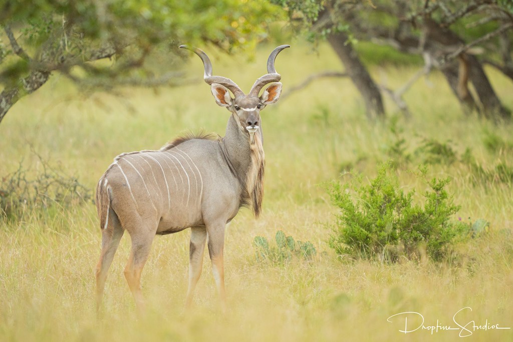 820 Bobby Shelton Ranch Road Northwest Mountain Home, TX 78058 - Photo 9 of 85