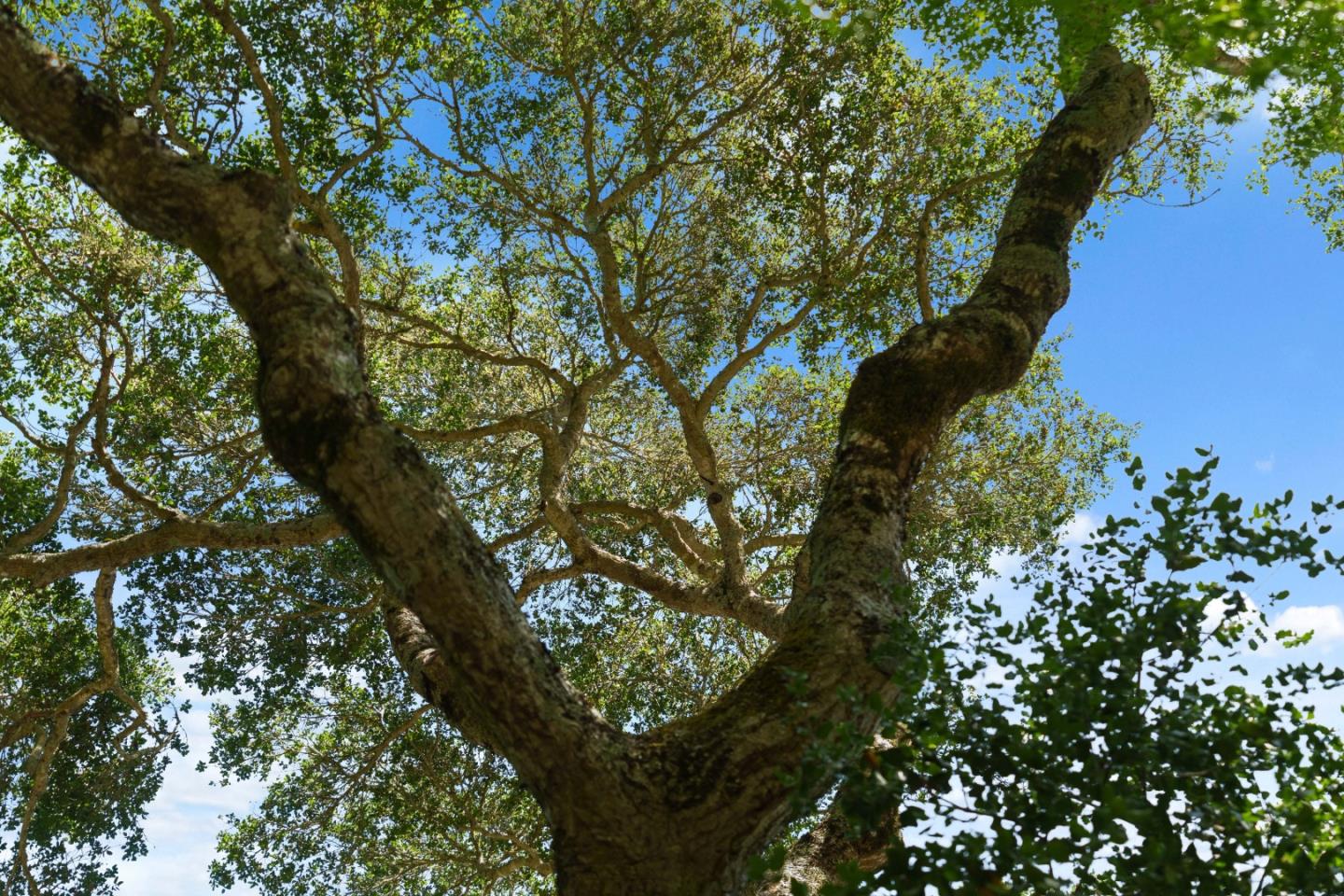 7910 Hihn Road Ben Lomond, CA 95005 - Photo 67 of 79