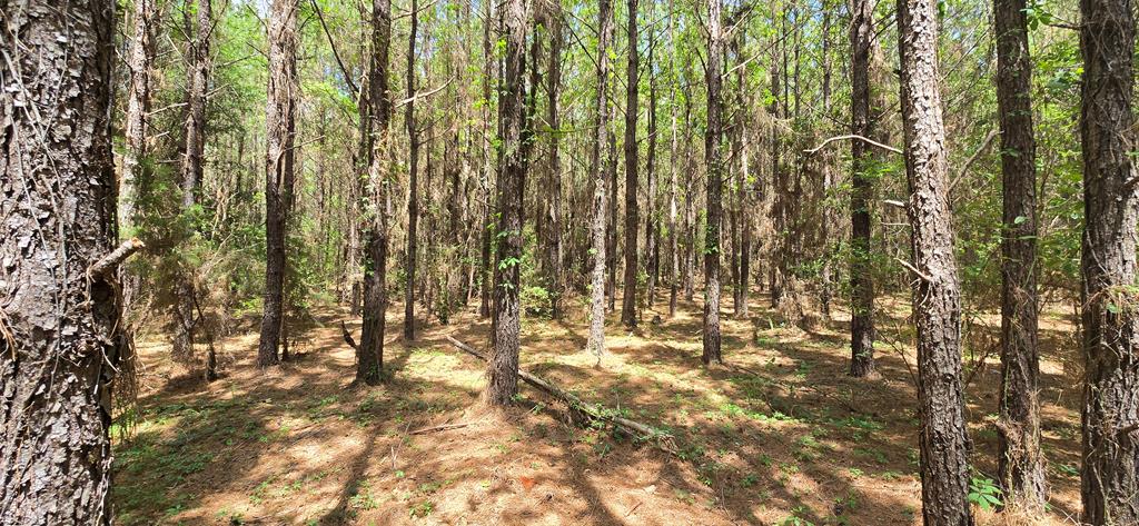10 Mt Zion Road Gordon, AL 36343 - Photo 28 of 28