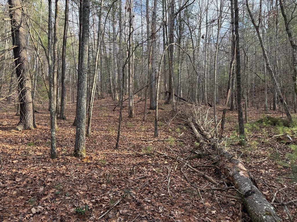 3.18 Rass Dover Road Blairsville, GA 30512 - Photo 1 of 7 Main View