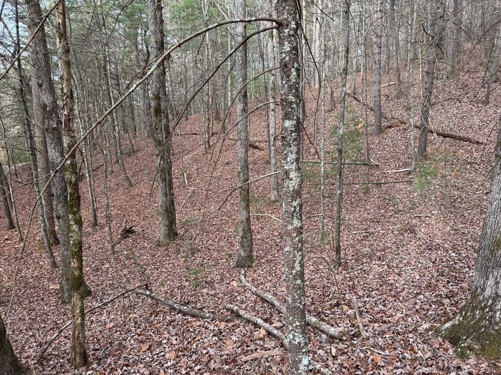 3.18 Rass Dover Road Blairsville, GA 30512 - Photo 2 of 7 Gallery Image 2