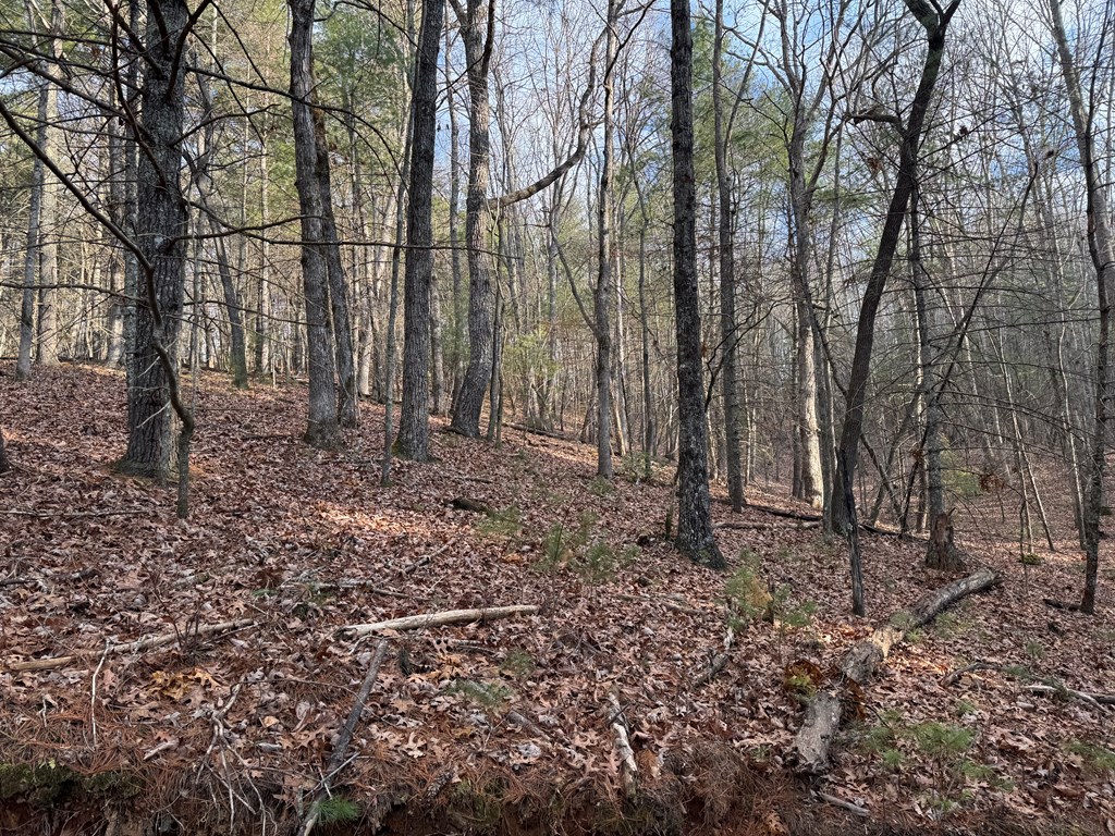 3.18 Rass Dover Road Blairsville, GA 30512 - Photo 3 of 7 Gallery Image 3