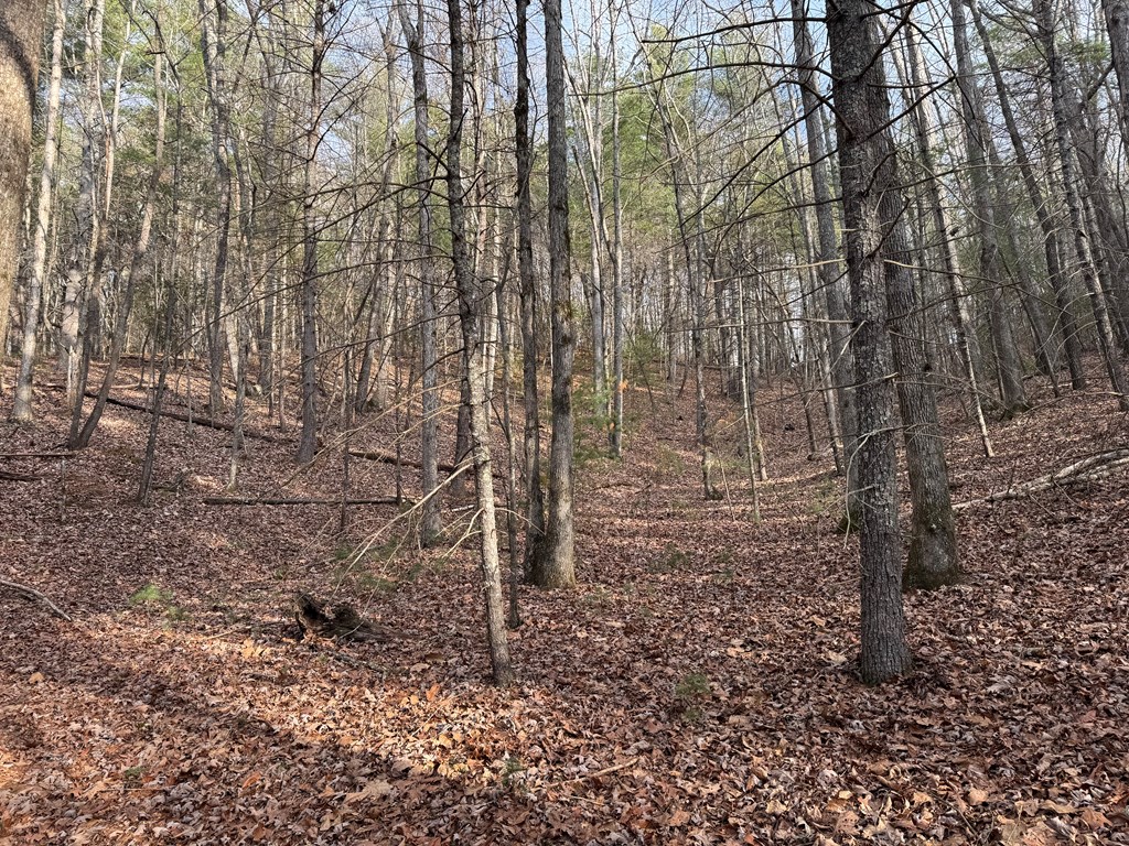 3.18 Rass Dover Road Blairsville, GA 30512 - Photo 6 of 7 Gallery Image 6