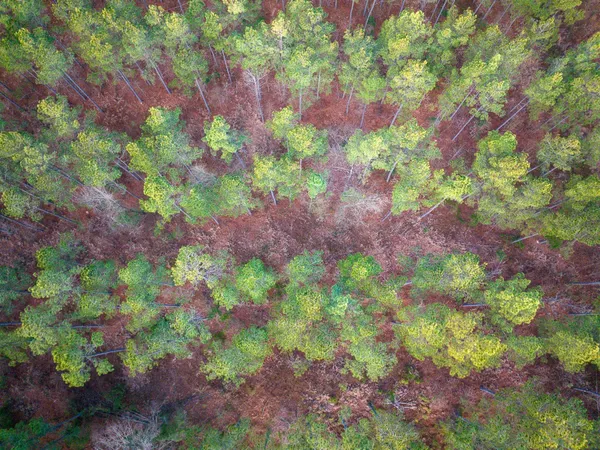 a view of a forest with trees