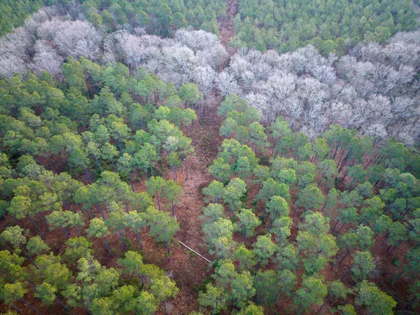 a view of a forest