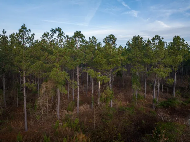 a view of a yard with trees