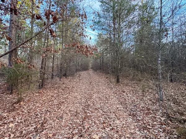 a view of a forest with a tree