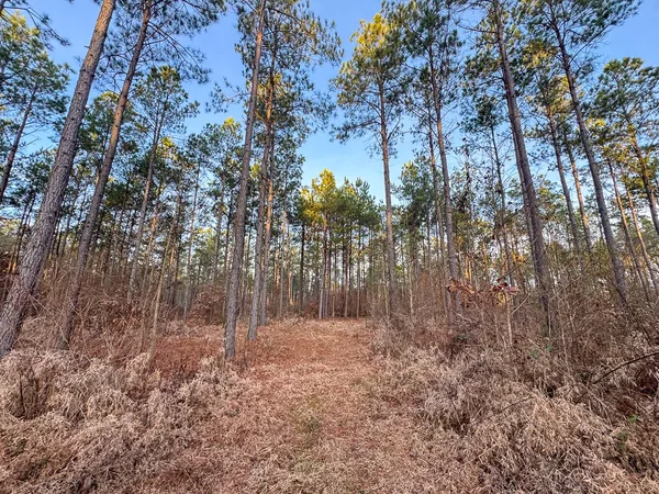 a view of a yard with trees in the background