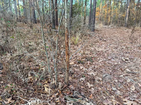 a view of forest