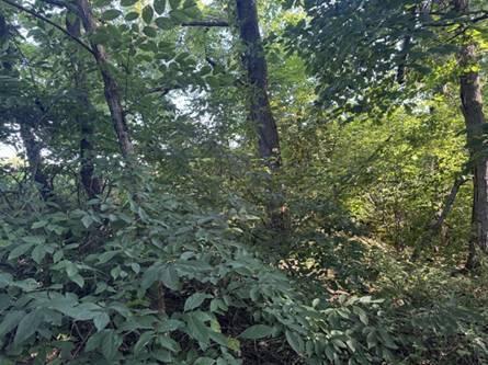 0 Golf Course Road, Unit TRACT 2 SKYLINEACRES) Waverly, OH 45690 - Photo 39 of 48 image039