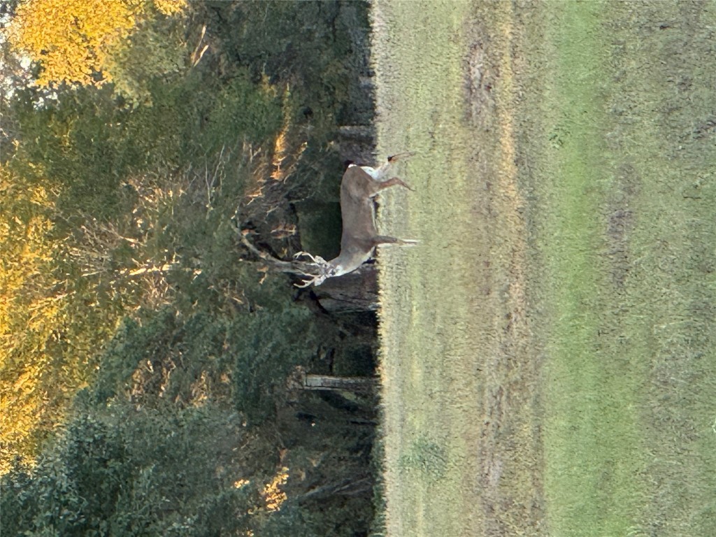2636 East Fm 532 Schulenburg, TX 78956 - Photo 17 of 40 a view of yard covered with green space