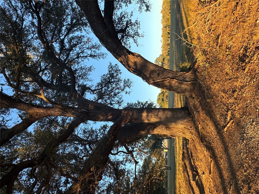 2636 East Fm 532 Schulenburg, TX 78956 - Photo 22 of 40 a view of a yard with a tree