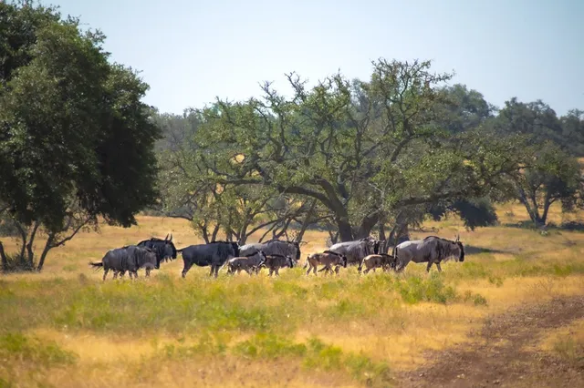 $2,399,800 | 556 Cliff View Loop, Harper, TX 78631