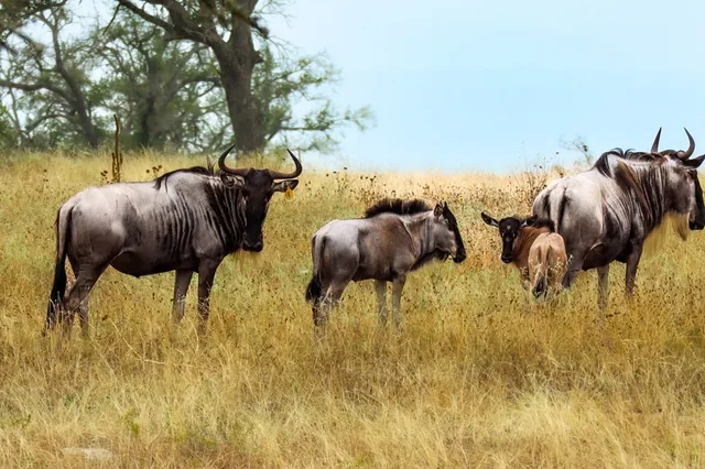 $2,399,800 | 556 Cliff View Loop, Harper, TX 78631