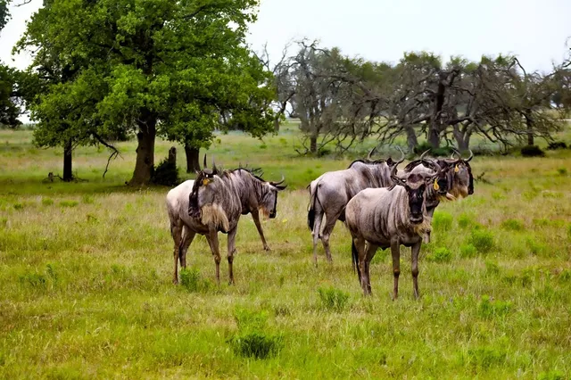 $2,399,800 | 556 Cliff View Loop, Harper, TX 78631