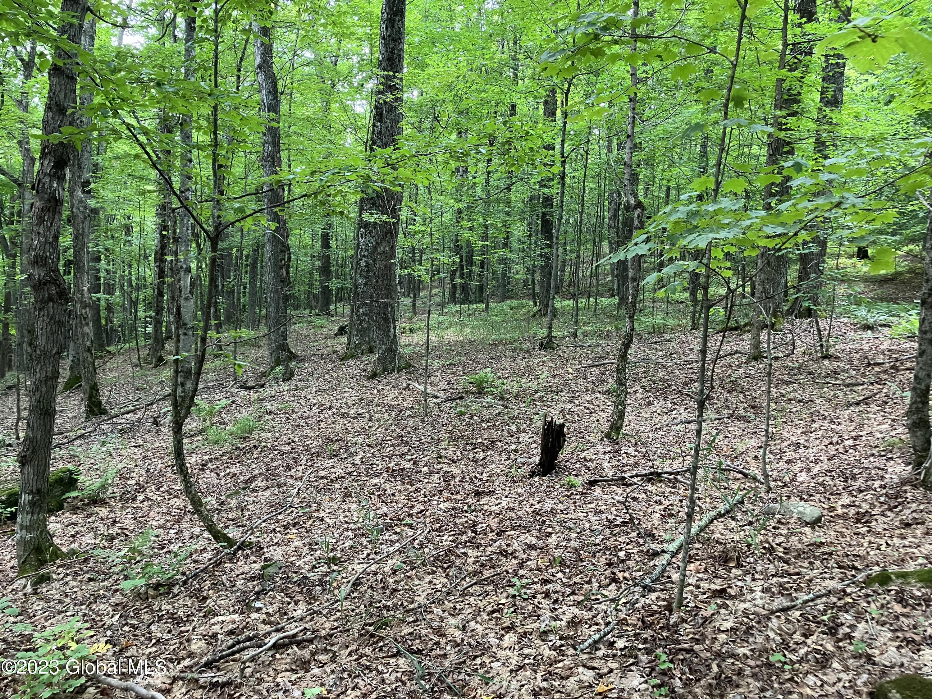 259 Lang Road Summit, NY 12175 - Photo 16 of 50 woods 3