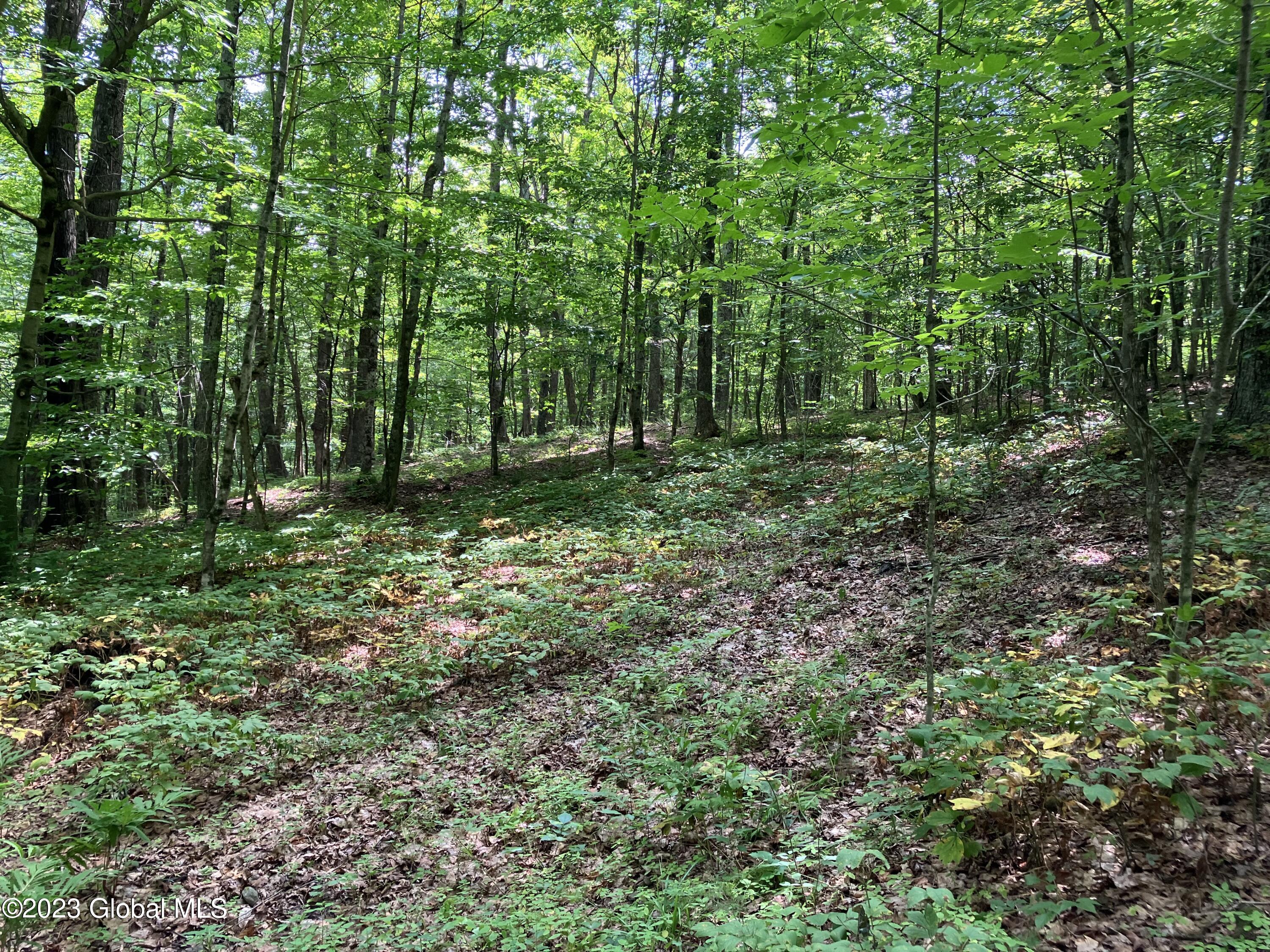 259 Lang Road Summit, NY 12175 - Photo 18 of 50 woods 1