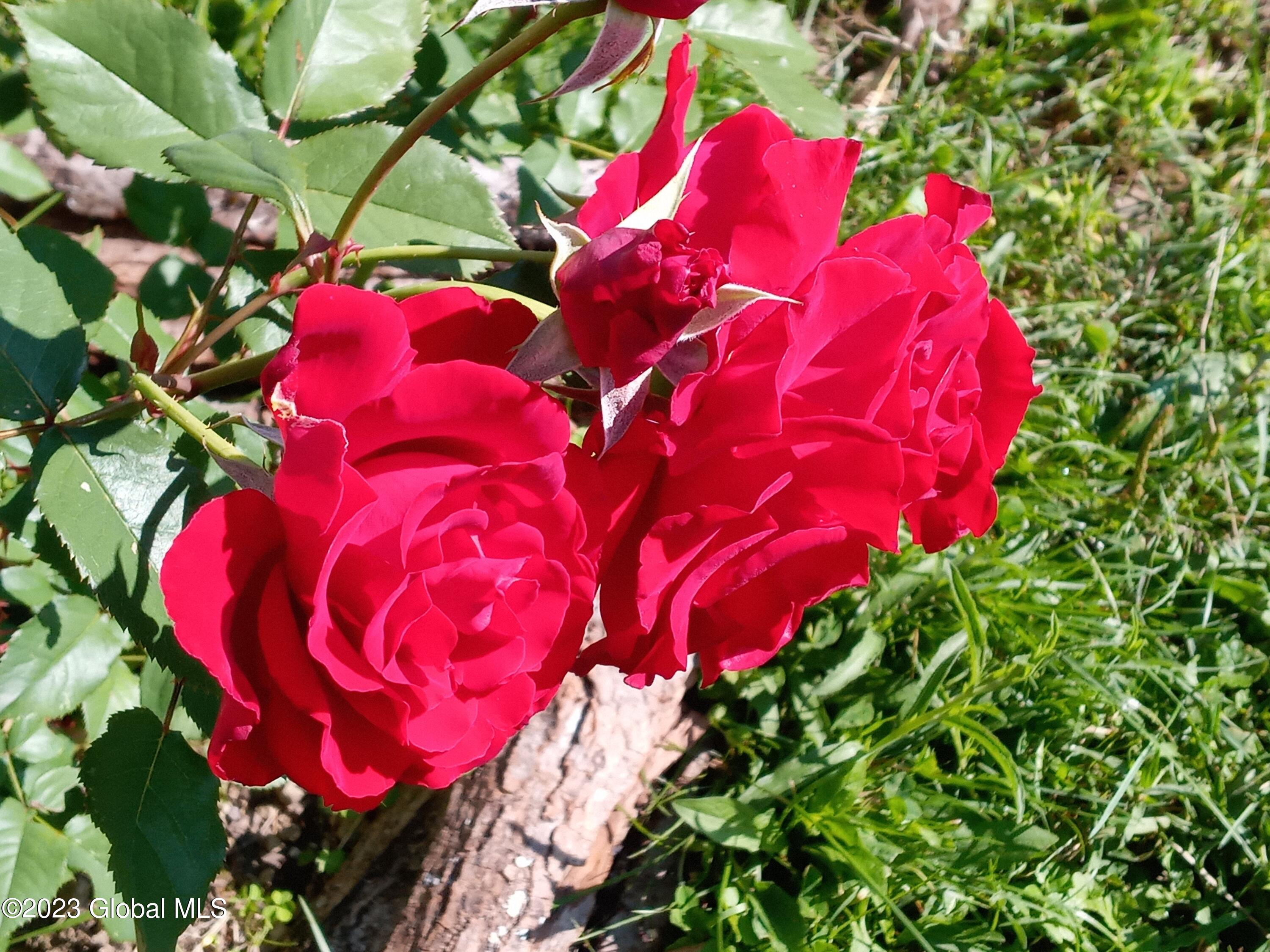 259 Lang Road Summit, NY 12175 - Photo 48 of 50 roses
