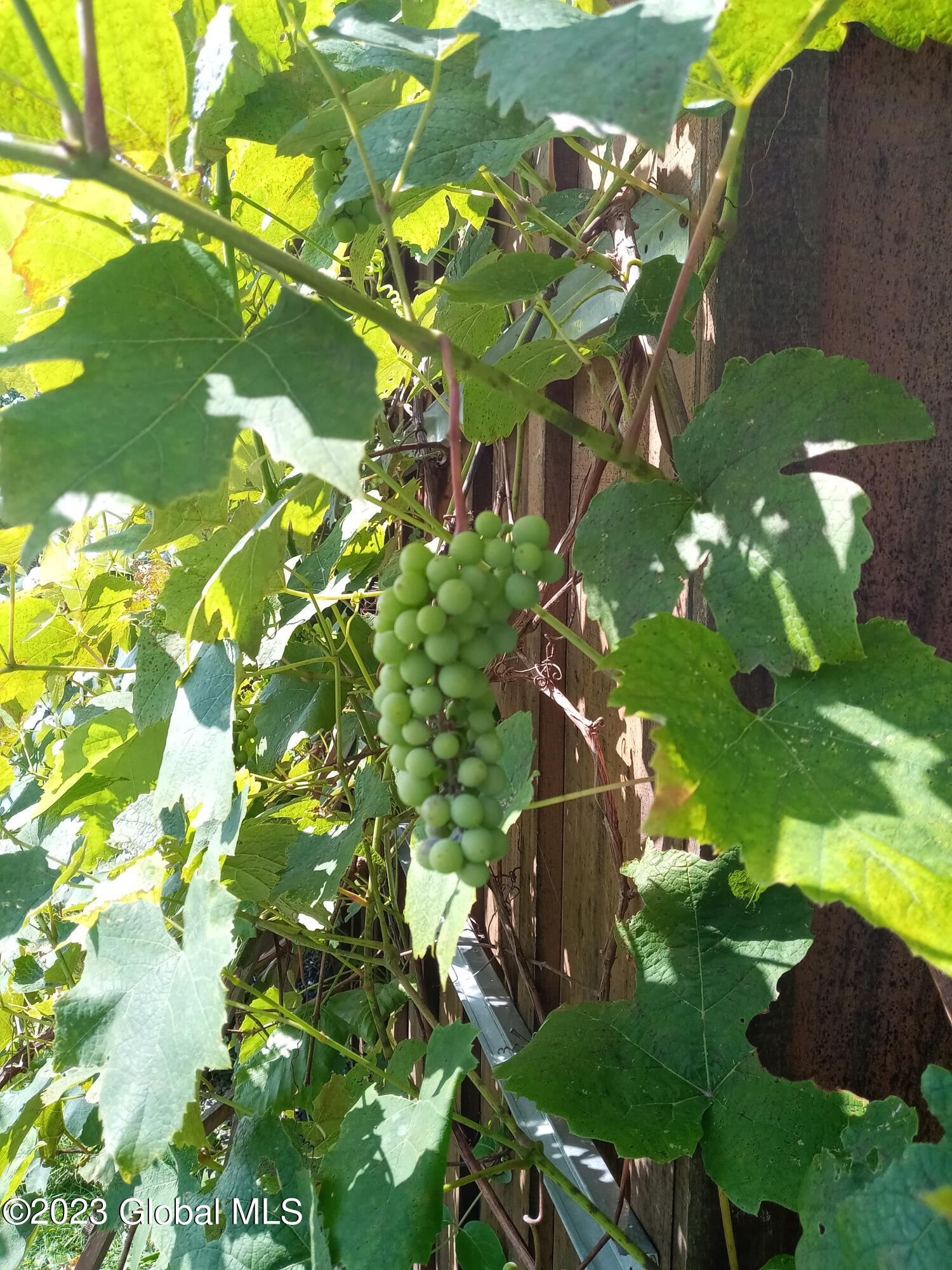 259 Lang Road Summit, NY 12175 - Photo 49 of 50 grapes