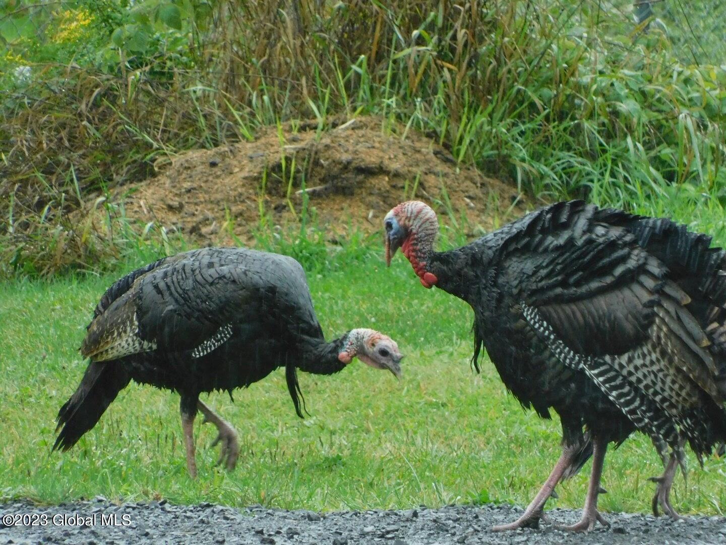 259 Lang Road Summit, NY 12175 - Photo 50 of 50 turkeys