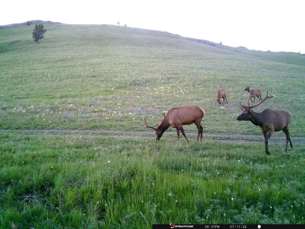 Tbd Indian Creek Road Townsend, MT 59644 - Photo 27 of 50 Gallery Image 27