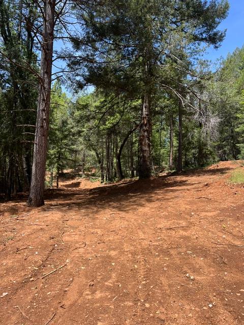 5040 Butterfield Stage Road Georgetown, CA 95634 - Photo 13 of 27 a view of a tree with an outdoor space