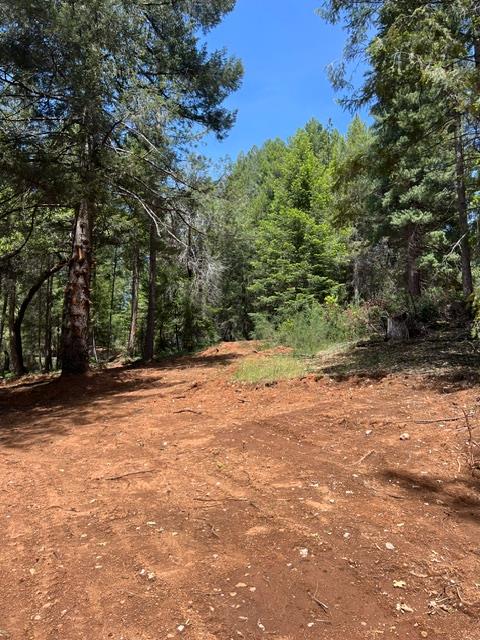 5040 Butterfield Stage Road Georgetown, CA 95634 - Photo 14 of 27 a view of a yard with a tree