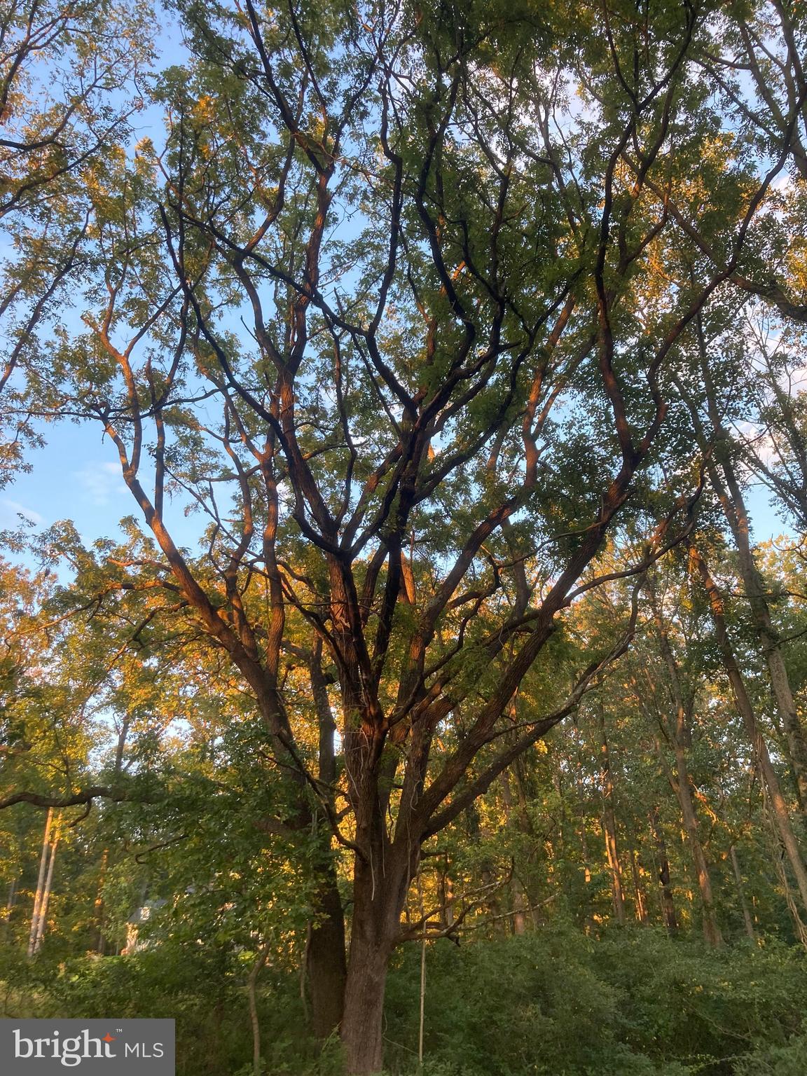 Dover Road Glyndon, MD 21136 - Photo 14 of 17 a backyard of a house